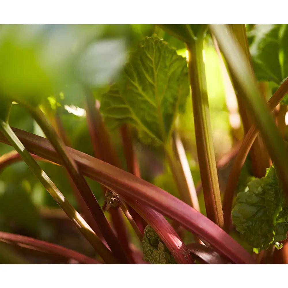 Warner’s Rhubarb Gin Gin